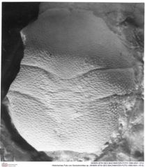 Historisches Foto von Goniodromites sp. (NHMW-AFW-GEO-BACHMAYER-FOTO-1990-0041-1512)